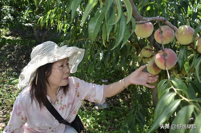 孙全铭和他的玲珑山美味奇异莓基地