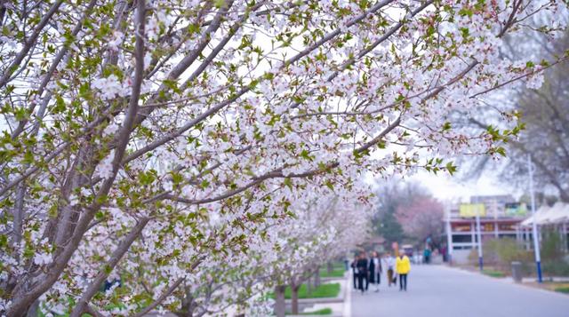 春风有信,花开有期!石家庄公园广场春季赏花指南来了