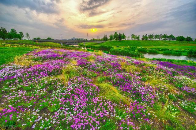 马明霞：夏游植物园