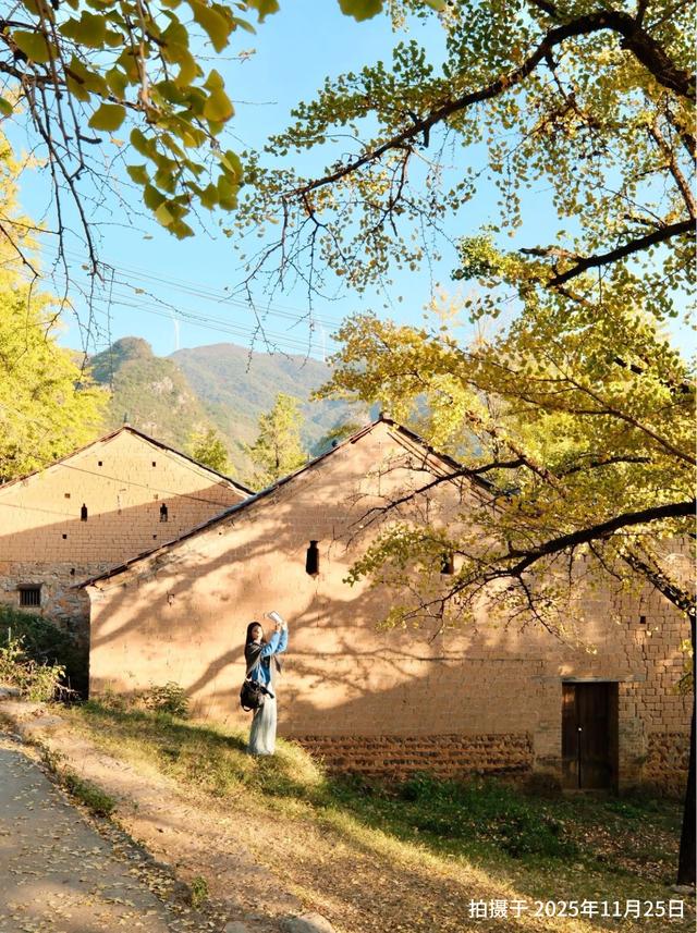 “中国银杏第一乡”迎来最佳观赏期！附近期实拍图→