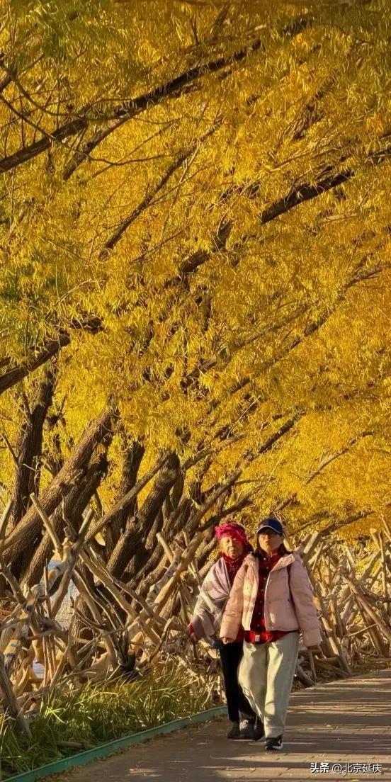延庆的金色浪漫,就在——