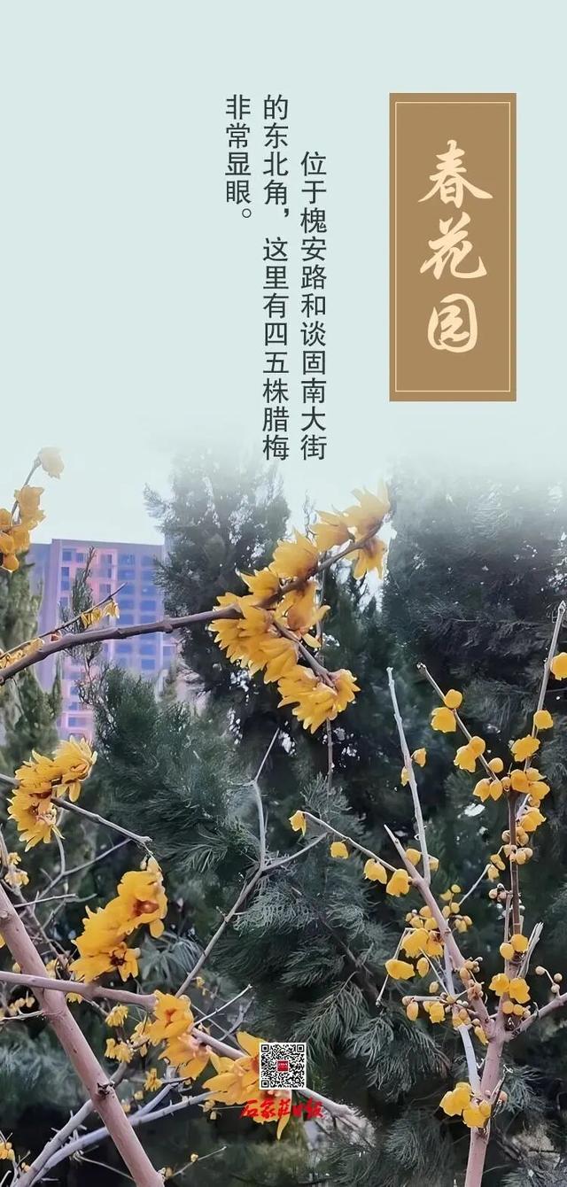 错过等一年！咱石家庄的蜡梅开啦~（附赏花点）