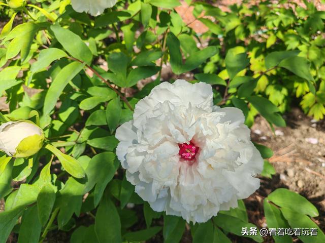 北京公园赏花记