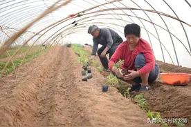 移栽菜苗上午好还是下午好？先浇水还是后浇水？缓苗水什么时候浇图片