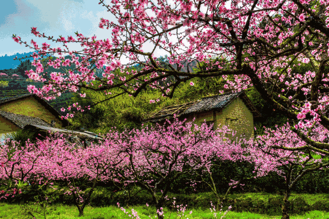 来陕西赴春约｜秦岭深处的 “粉色星球”，藏着治愈的生态秘境