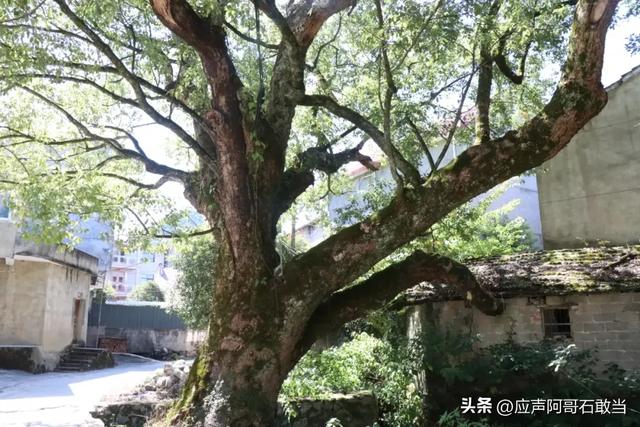 神奇！景德镇这里藏着一个天然“空调房”！