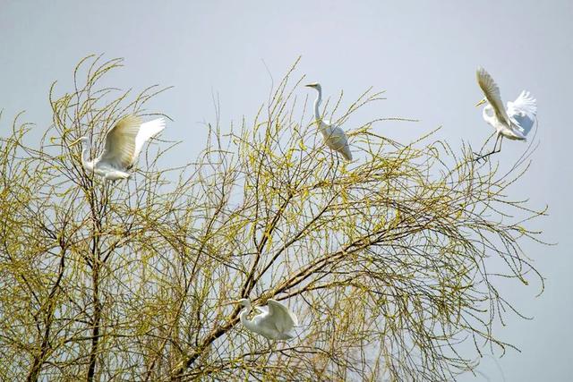 春色染东平，一韵一倾城