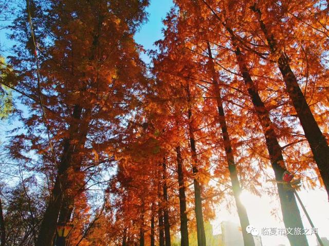 闯入油画世界!东郊公园水杉廊道正红得热烈,美到失语~