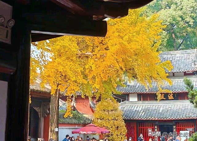 成都市区最美银杏都藏在这里，千年沉淀超级惊艳，公交车直达！