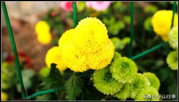 金叶轮行：大行045折叠自行车薛城→官桥薛国故城银杏林深度评测