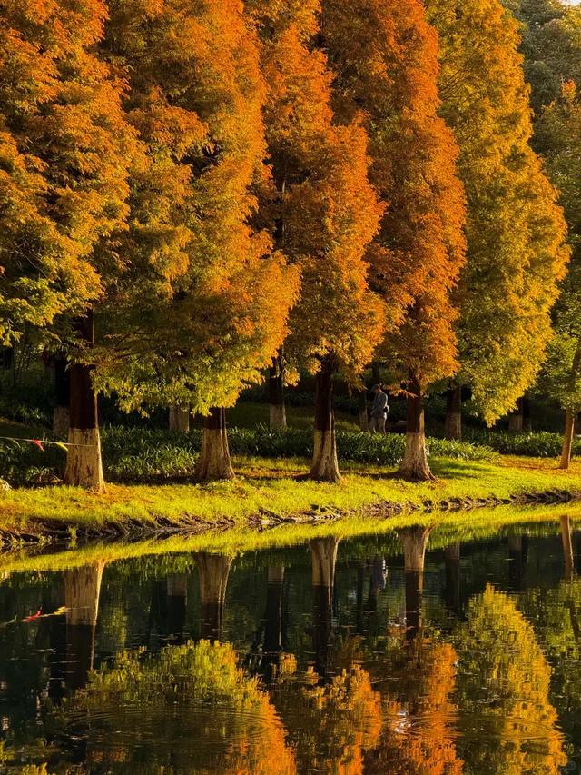 小众秘境！昆明版“塞纳河畔”，水杉红透半边天