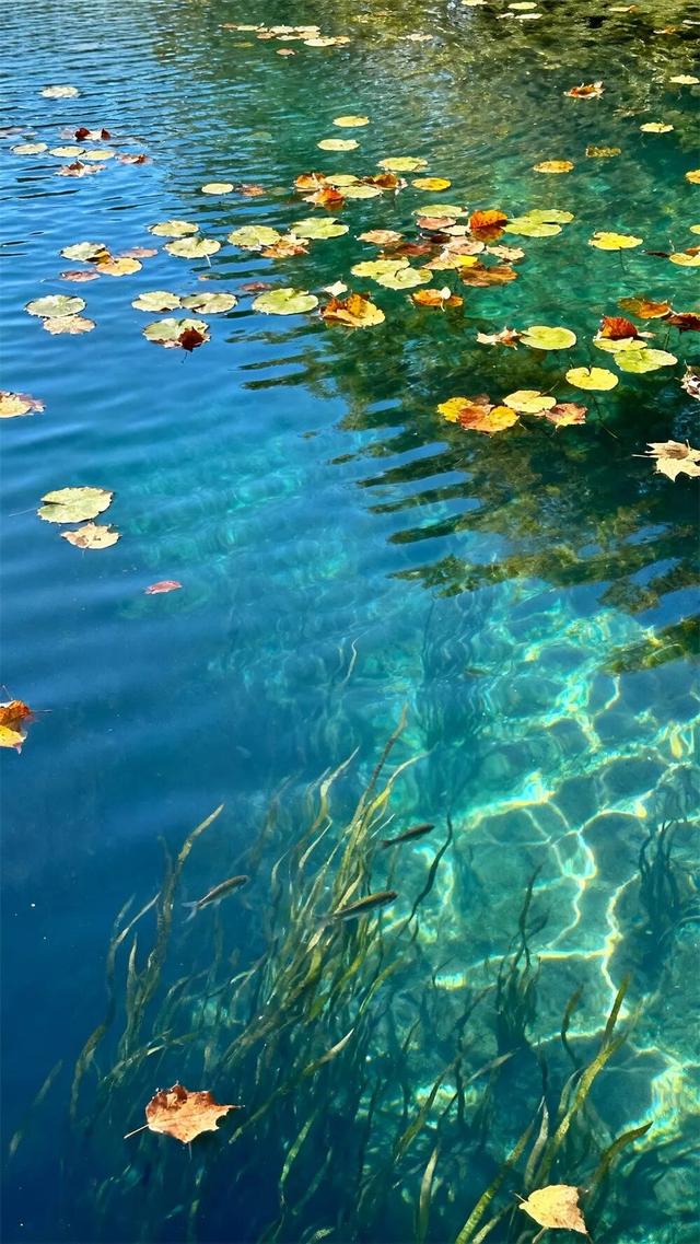 在江南的秋水里，打捞一寸静谧的时光