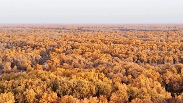 轮台胡杨7 个冷门角落