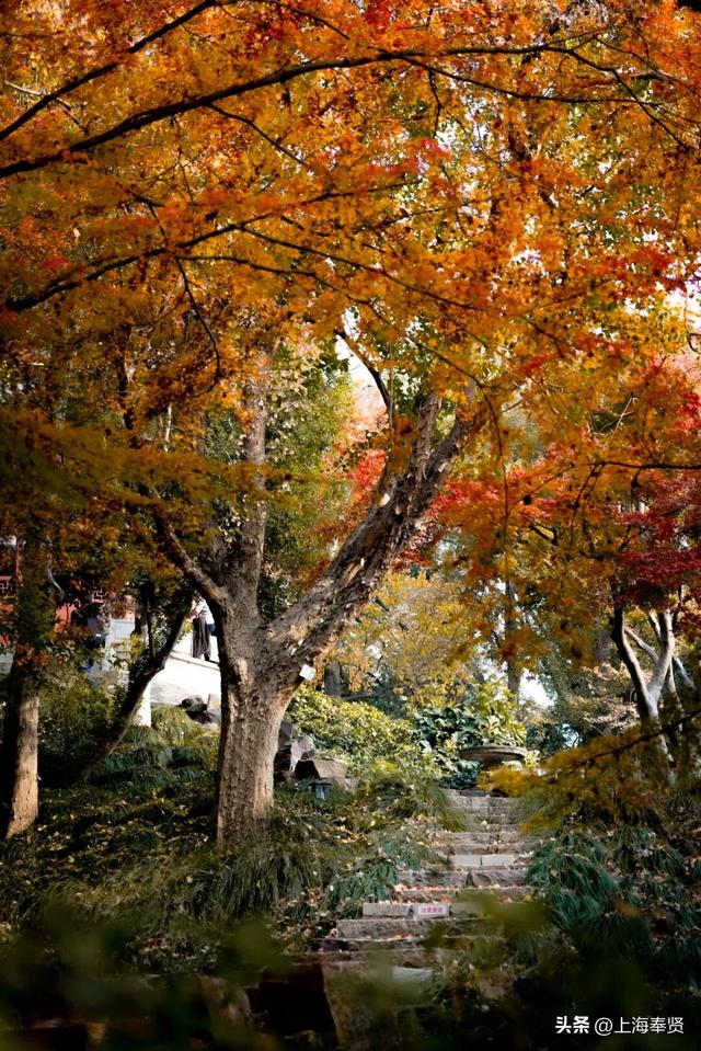 温度要降，颜值要升！古华园的秋色进入“高光时刻”，速看→