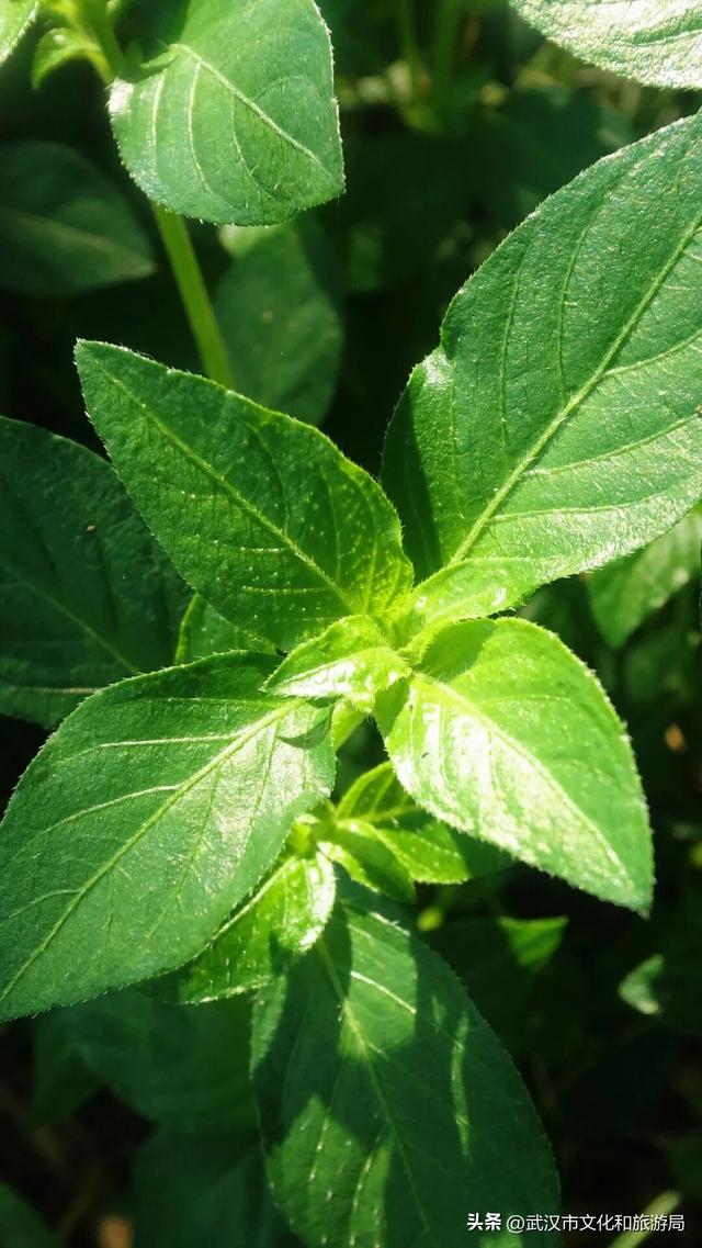 你的相册里，藏着森林公园的哪种绿？