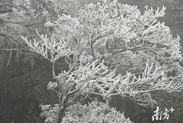 历年罕见！广东迎来冰雪奇景，网友表示颠覆认知