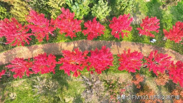 济南植物园藏着秋日顶流！这漫天红叶，正等你赴一场红焰之约
