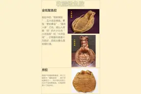 一起来认识鱼胶，上篇：五大名胶图片