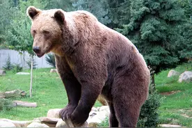 为什么非洲没有熊？这可能比想象得要复杂图片