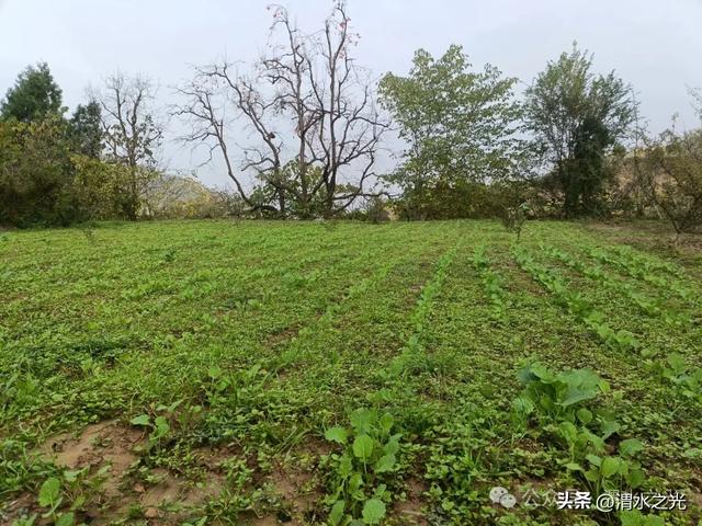 【陕西】樊斌生:秋眺南原景色浓