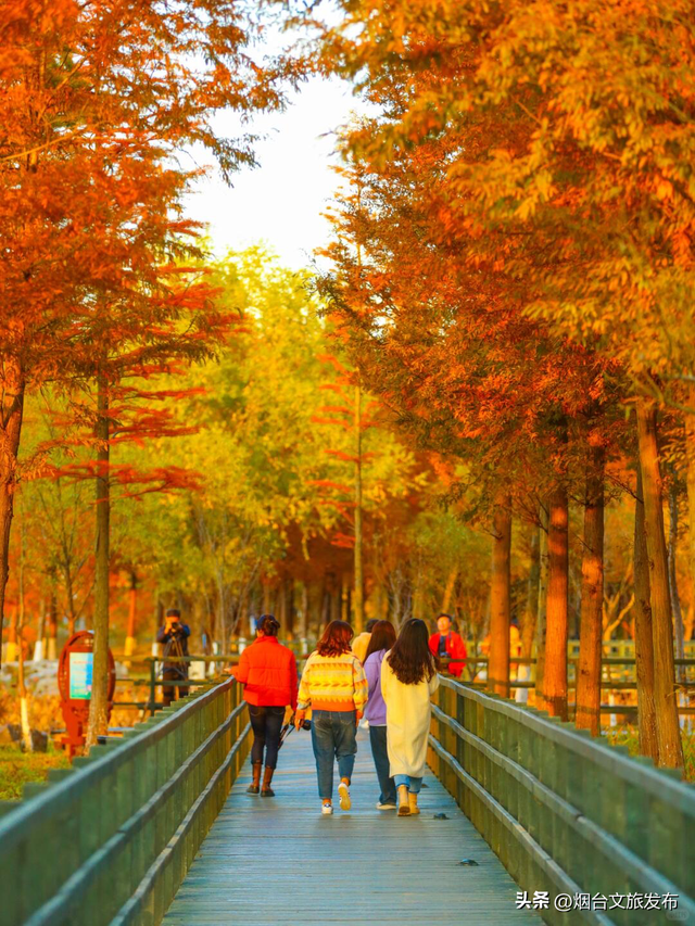 【乐游烟台】烟台红了，8大赏红叶打卡地，错过等一年