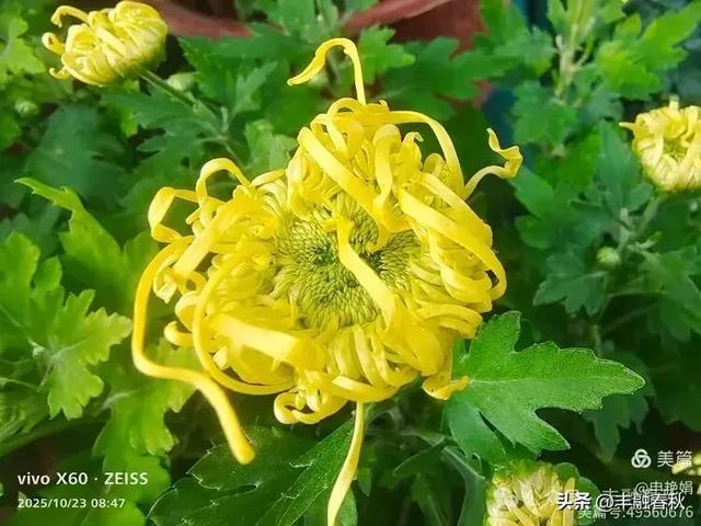 菊绽秋阳里,暗香绕中山|申艳娟