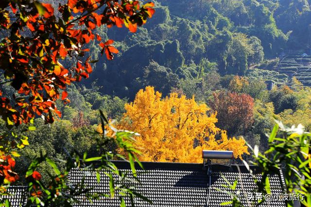 杭州冬日徒步，从古村到茶园，银杏金黄枫树染红，感受山野之乐