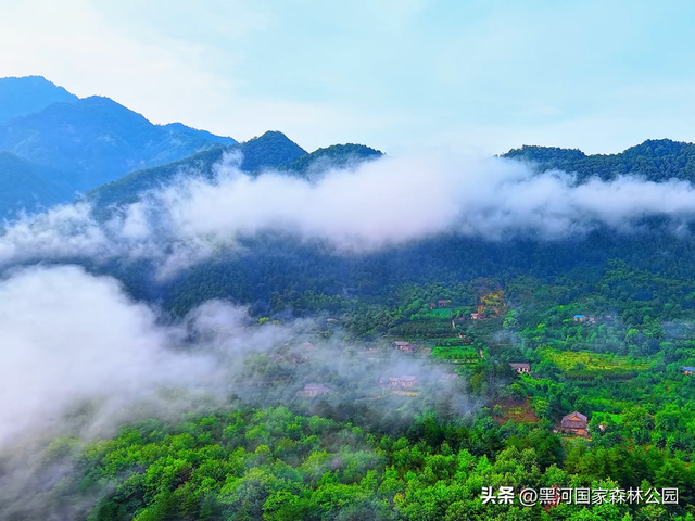 云海翻涌，薄雾缭绕，在黑河山间邂逅“山林仙境”