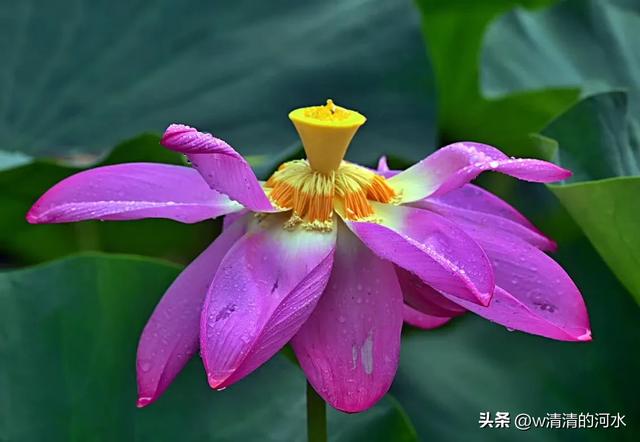 荷花是夏季里最曼妙的风景