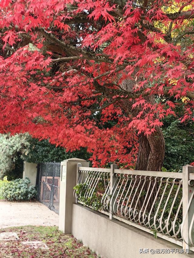 温哥华游记（五）