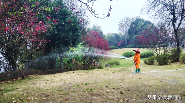 早春限定！柳州这条路千株桃花绽放，未来十天进入“颜值巅峰”