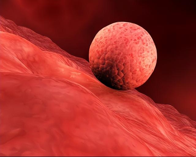 剑桥科学家造出“人造子宫”，破解人类妊娠最隐秘的黑匣子