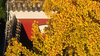 限时绝美！武汉街头颜值巅峰，地铁直达