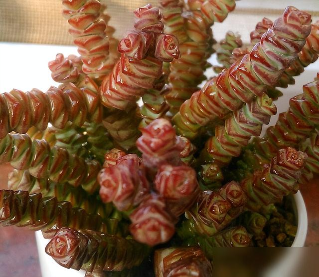 养钱串“3步走”，冬天长得快，上色状态美，爆盆长成“聚宝盆”