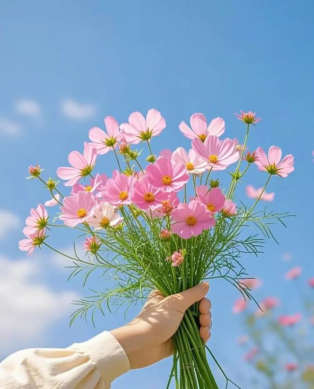 这个周末，来遵义打卡格桑花