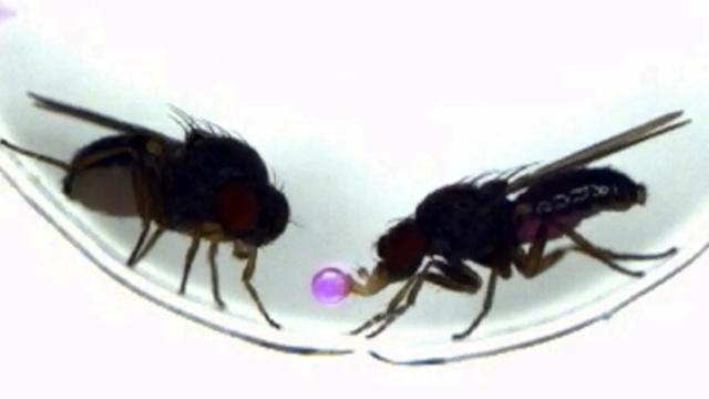 AI帮助人类物理学家取得哪些成果