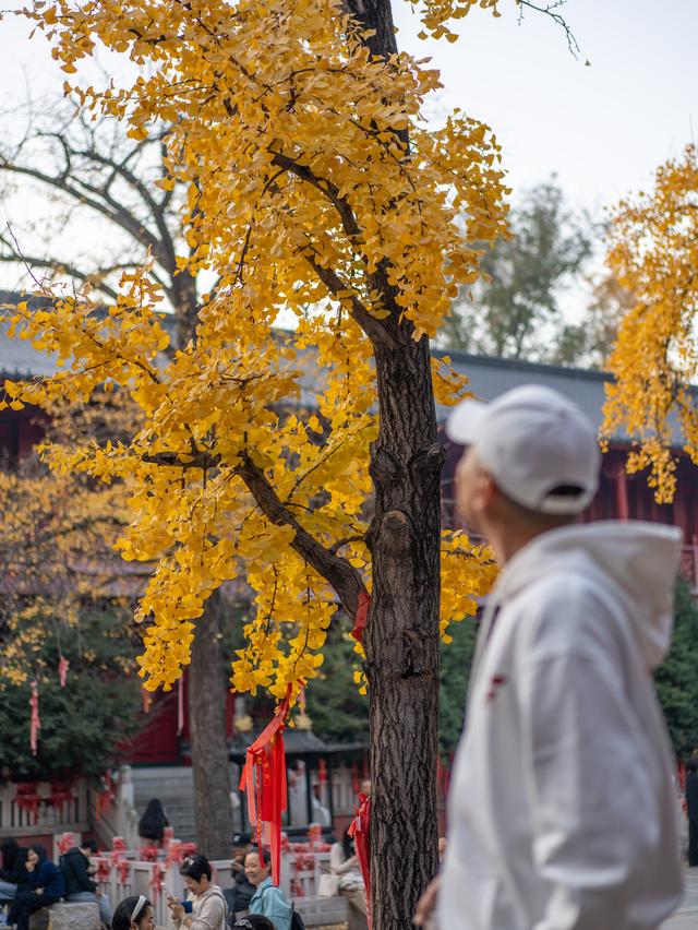 南京毗卢寺｜一场被银杏染金的秋日静心之旅