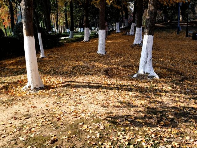 行走在月湖公园