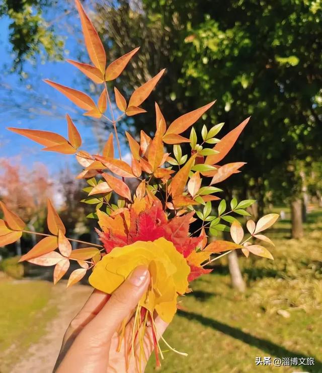 🤏捡捡捡,淄博惊现“捡秋”大神!海岱楼、周村大街…全被捡出来了→