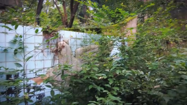 綦江区神秘的乐园旧址，杂草丛生满目荒芜，为何被废无人知晓