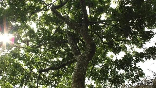 昆明西山绝美“枫”景上线！200亩的红叶秘境已进入最佳观赏期