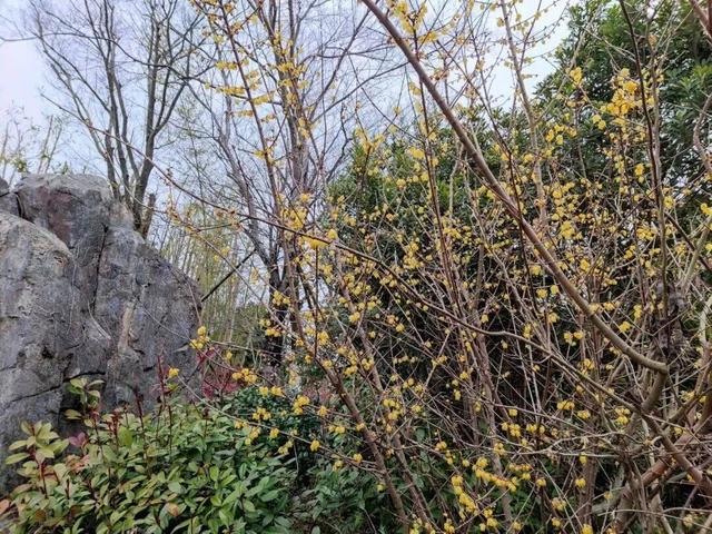 香香香香香！金坛茅山的第一波蜡梅开了！