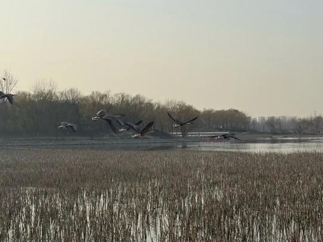 北京南海子公园有游客投喂鸿雁……“别再喂了”“再喂，就飞不了了”