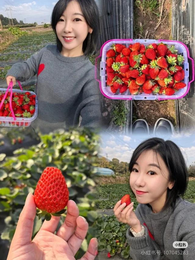 比西昌人少，比昆明更近！高铁直达20℃小众春城，赏花摘果泡温泉！3元草莓吃到撑~