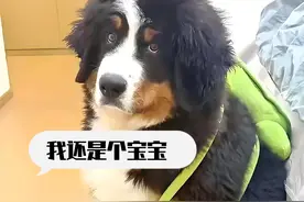 伯恩山啾啾，又“闯祸”，二哥小黄教育它，大哥小白保护它太暖心图片