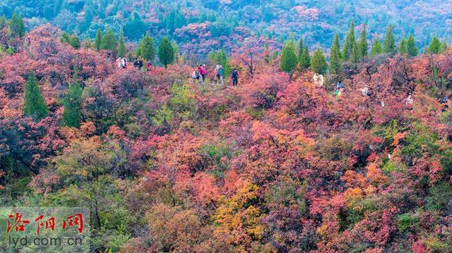 层林尽染黄河岸