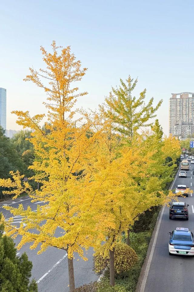 太原市迎泽区：府城漫步｜满城色彩绘就秋日画卷