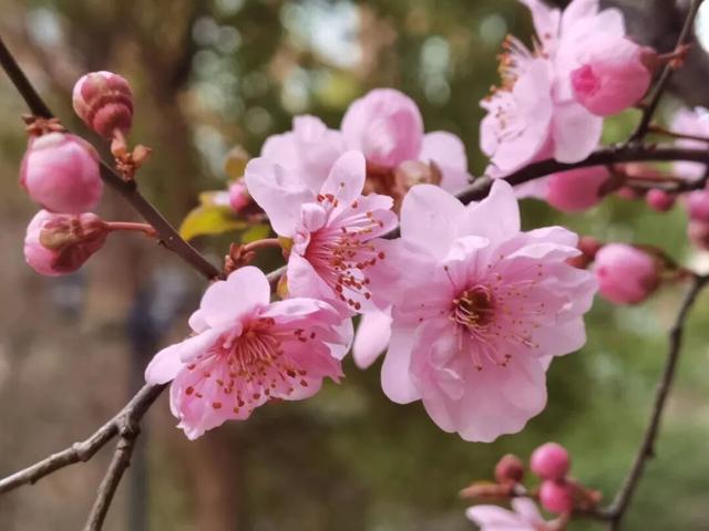 花开成海！这才是襄城春天的正确打开方式