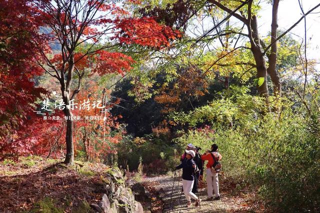 浙江宁波发现一条新的红枫古道，沿途风景犹如油画，拍照太出片