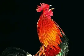 公鸡为啥半夜打鸣？（民间传说故事）图片